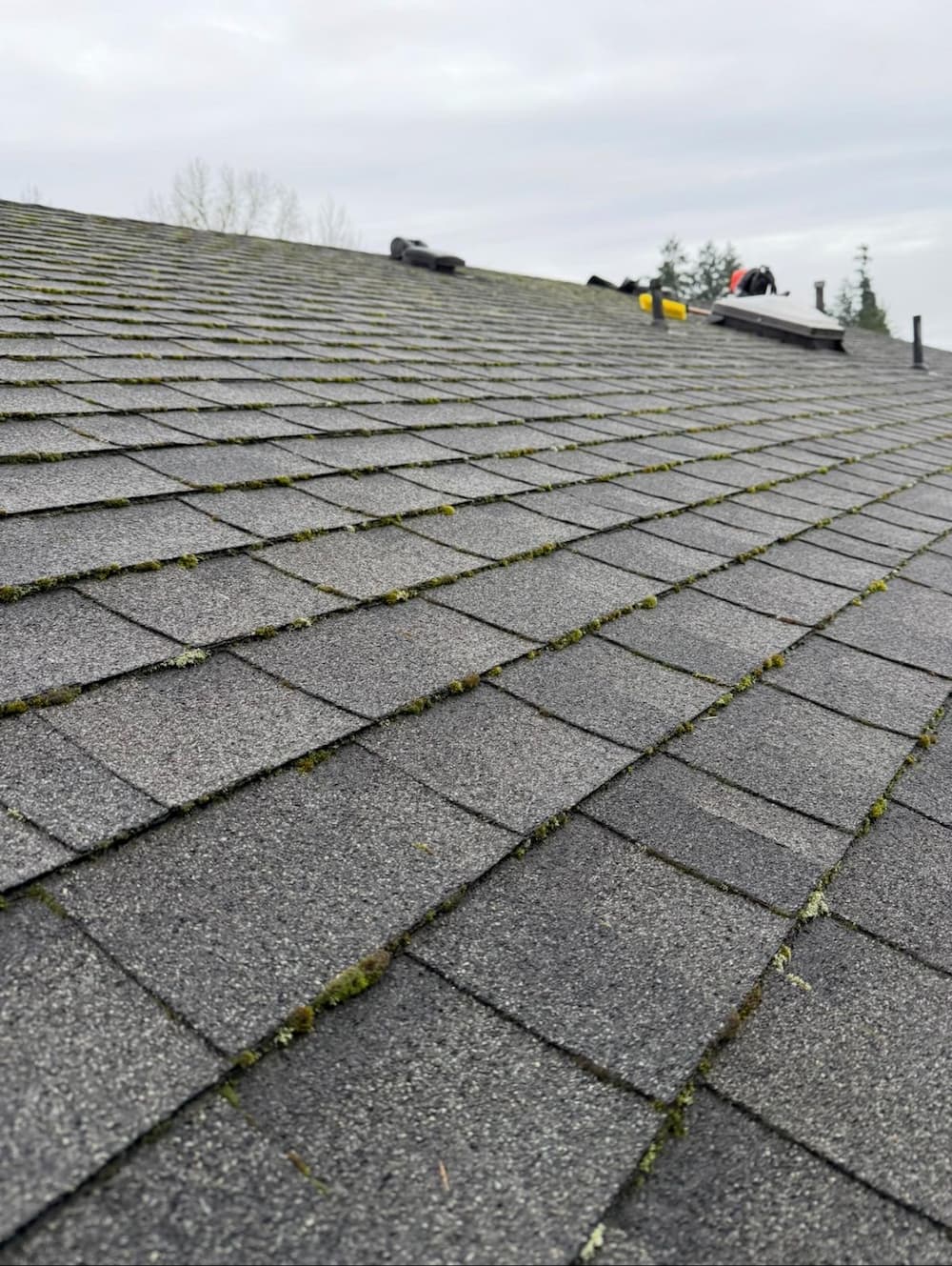 Shingles with moss growing between them